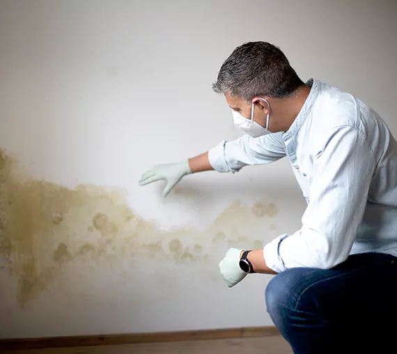 Mold Removal Service in La Quinta, CA
